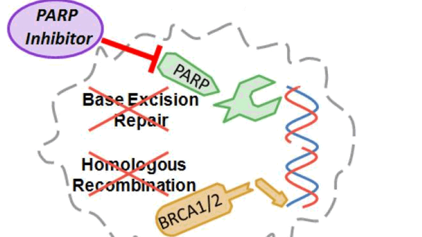 Illustration of PARP Inhibitor Cancer Cells