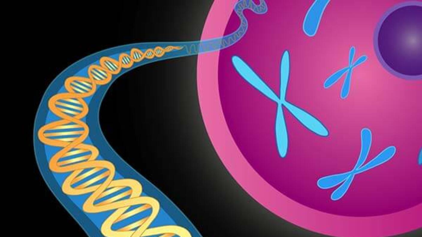 Chromosomes and DNA double helix