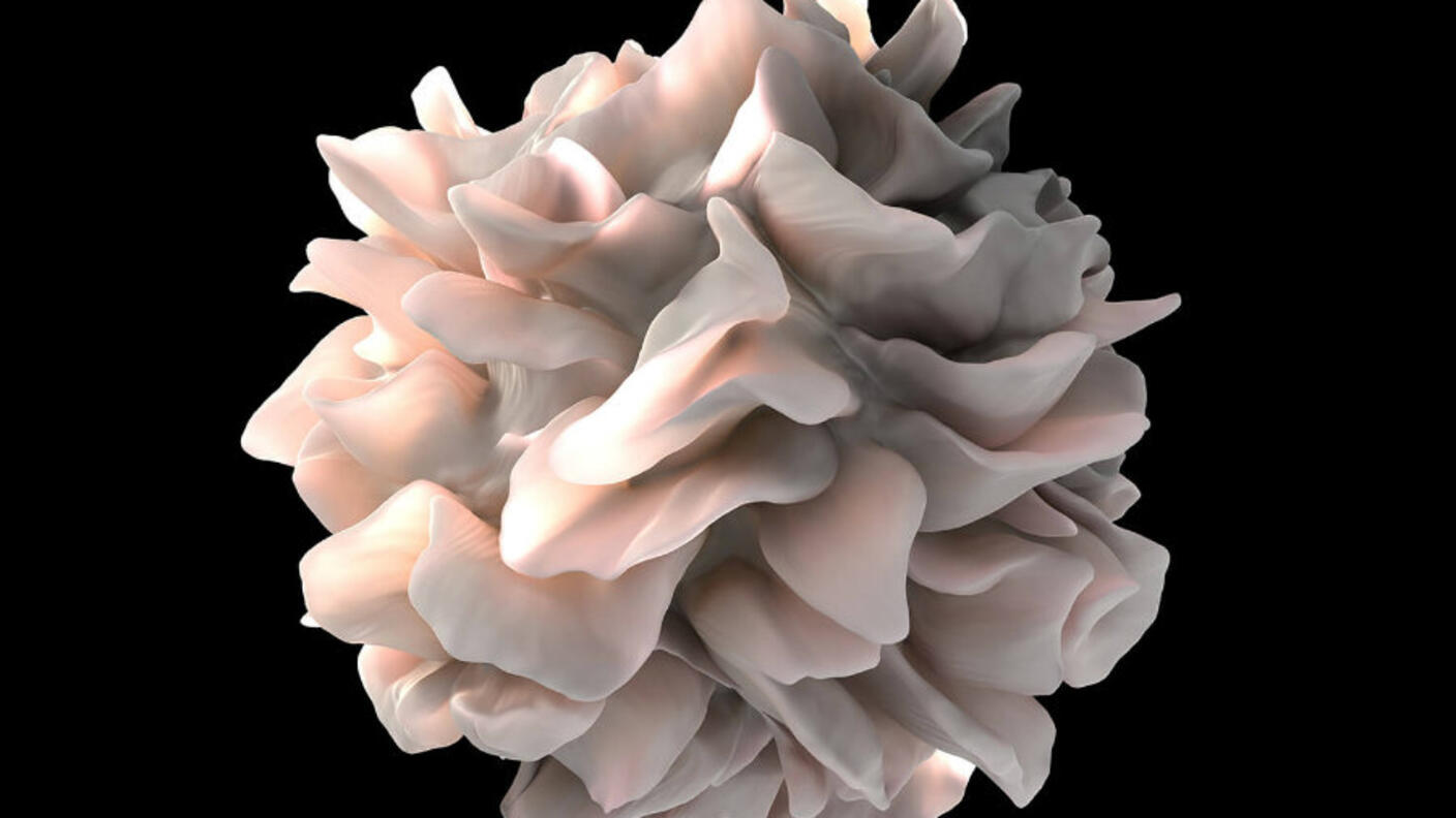 3D rendered model of a dendritic cell with its characteristic ruffled, folded membrane structure, representing the type of immune cell being enhanced in promising new cancer treatment approaches.