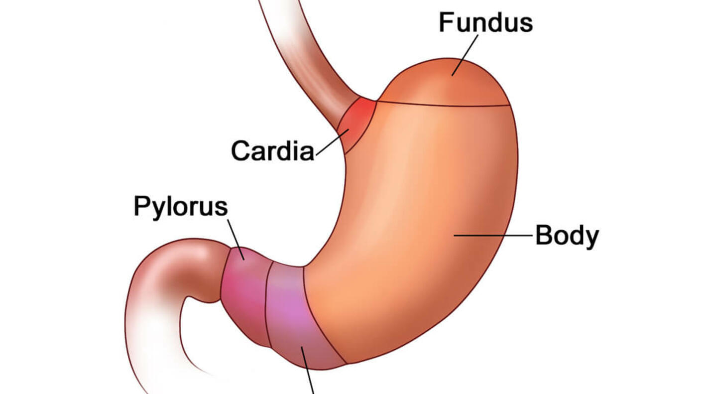 Illustration of a human stomach labeled with its different parts. The stomach is a J-shaped organ with the following labeled sections: Fundus: the upper curved part of the stomach. Cardia: the area where the contents of the esophagus empty into the stomach. Body: the main central region of the stomach. Antrum: the lower portion of the stomach. Pylorus: the section that connects the stomach to the small intestine.