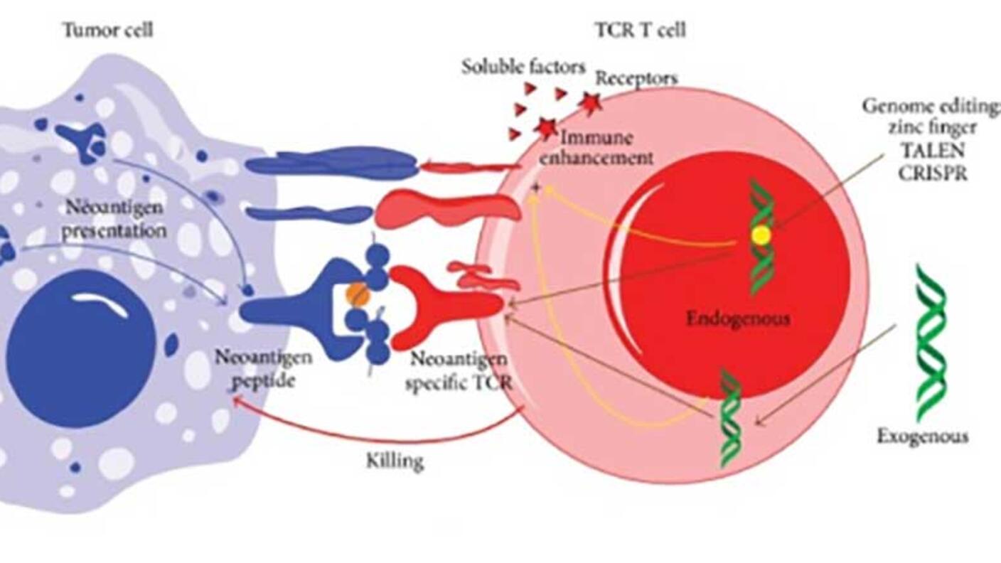 Immune cell (pink and red) killing a tumor cell (blue) expressing neoantigens.