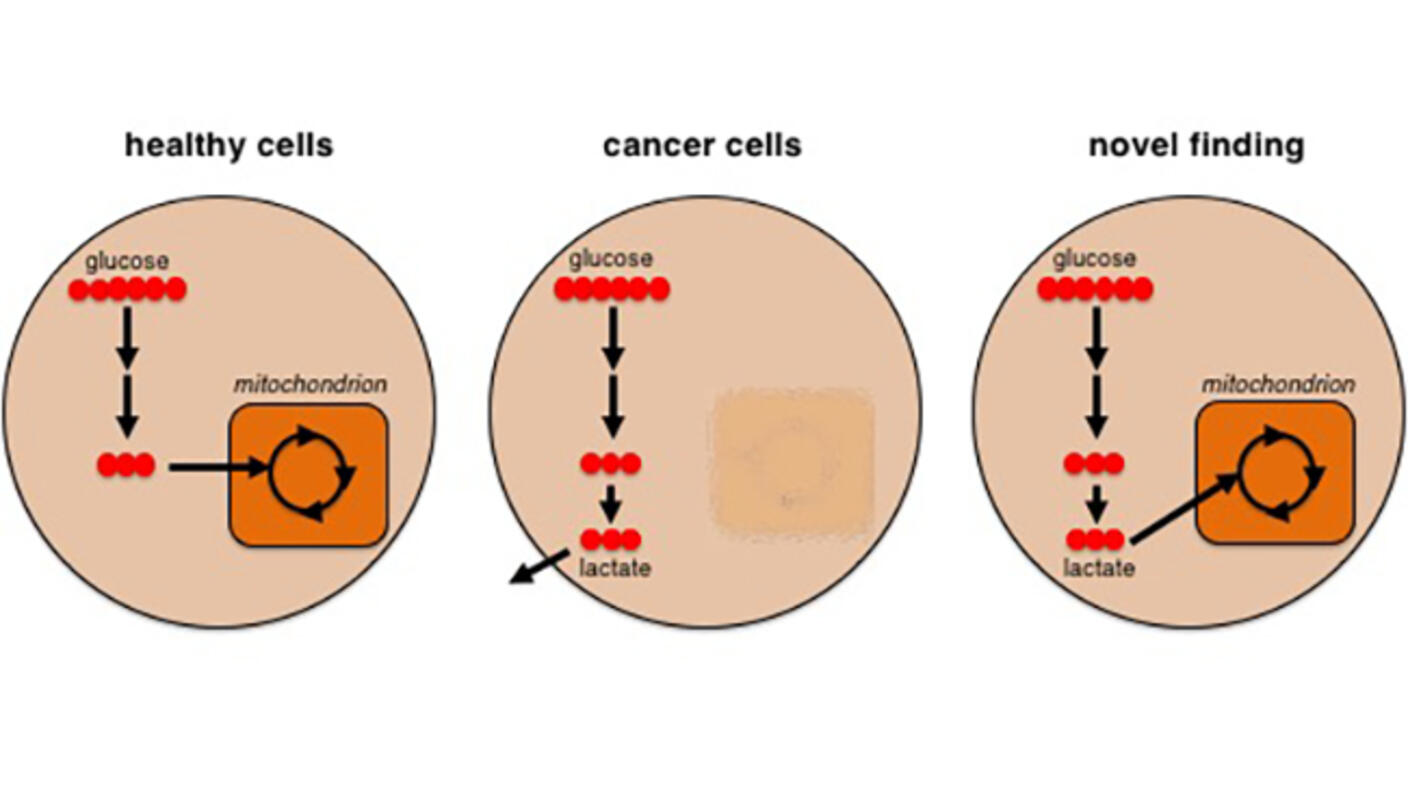 Diagram of healthy cells, cancer cells and novel finding,