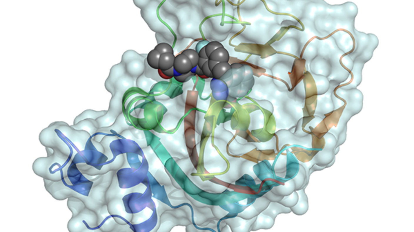 Model of the drug olaparib binding to part of the PARP1 enzyme in a cancer cell