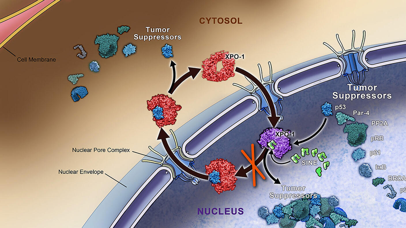 Scientific illustration showing the transport pathway of tumor suppressors between the cell cytosol and nucleus. The diagram depicts XPO-1 proteins (in red) shuttling tumor suppressor proteins (in various blue/green shades) through the nuclear pore complex. Several tumor suppressors are labeled, including p53, p21, and BRCA1, with arrows showing their movement between cellular compartments