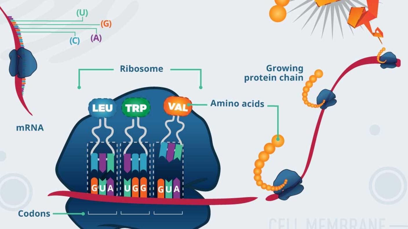 Colorful scientific illustration of protein synthesis showing a ribosome translating mRNA into a growing protein chain. The diagram shows mRNA (red ribbon) with codons (GUA, UGG, GUA), the blue ribosome with amino acids (LEU, TRP, VAL) being added to an orange protein chain, and the relationship between nucleotide triplets and their corresponding amino acids. The background indicates a cellular context with 'CYTOPLASM' labeled at the top