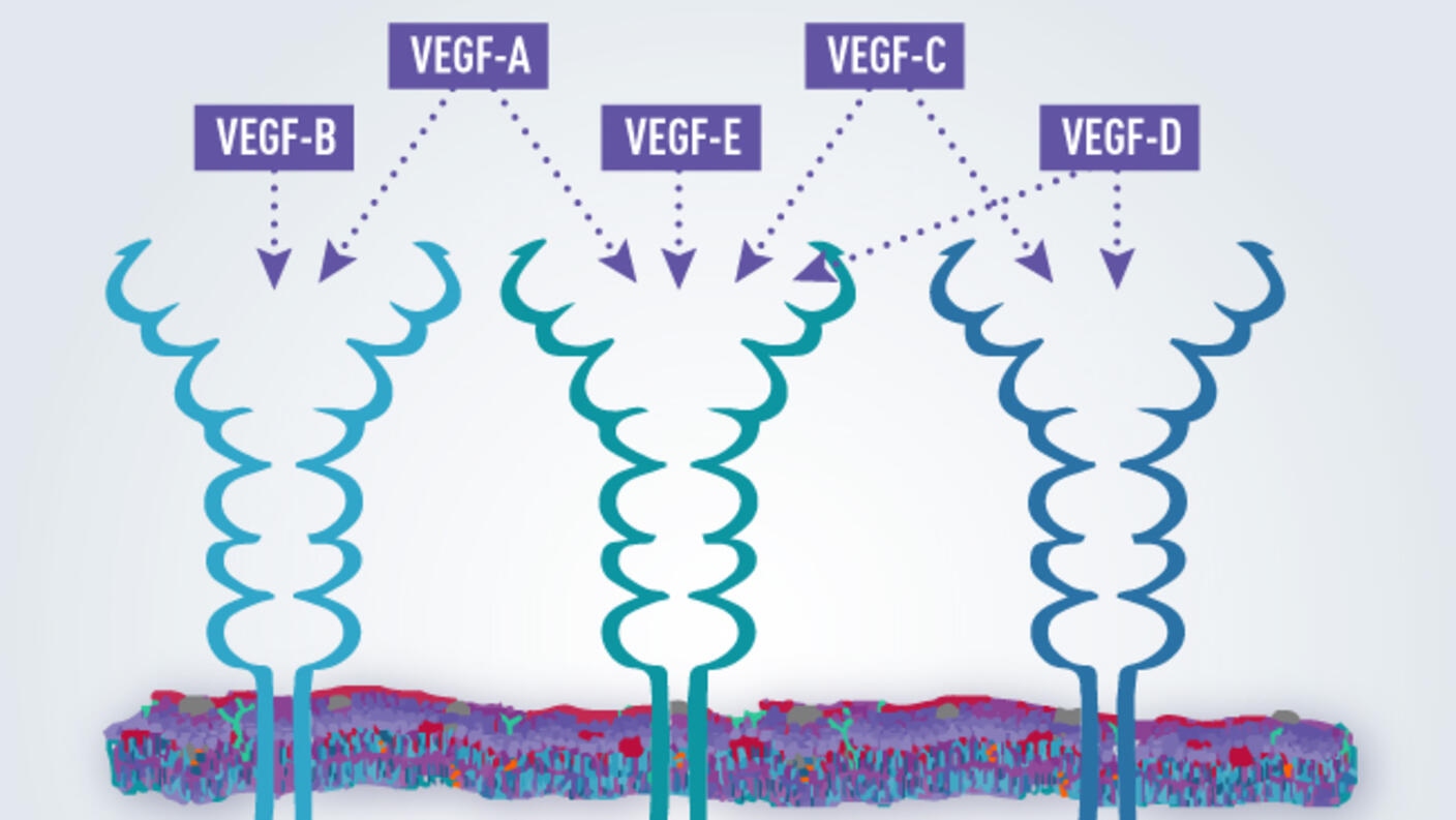Diagram illustrating the relationship between different VEGF (Vascular Endothelial Growth Factor) proteins and their receptors. The image shows five VEGF variants (VEGF-A, VEGF-B, VEGF-C, VEGF-D, and VEGF-E) at the top connecting via dotted arrows to three different receptors (VEGFR-1/FLT-1, VEGFR-2/FLT-1/KDR, and VEGFR-3/FLT-4) that span across a cell membrane shown as a multicolored horizontal band