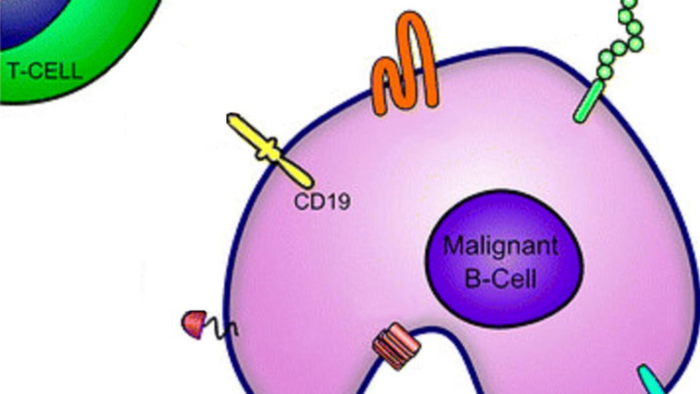 A T cell in the top left is labeled and composed of a blue inner core and green outer core. On the lower right, a kidney-shaped malignant B cell has a small purple core contained in a larger pink area. There are different shapes along the exterior of the B cell, with one yellow shape - which is long and yellow with rounded ends - labeled CD19.