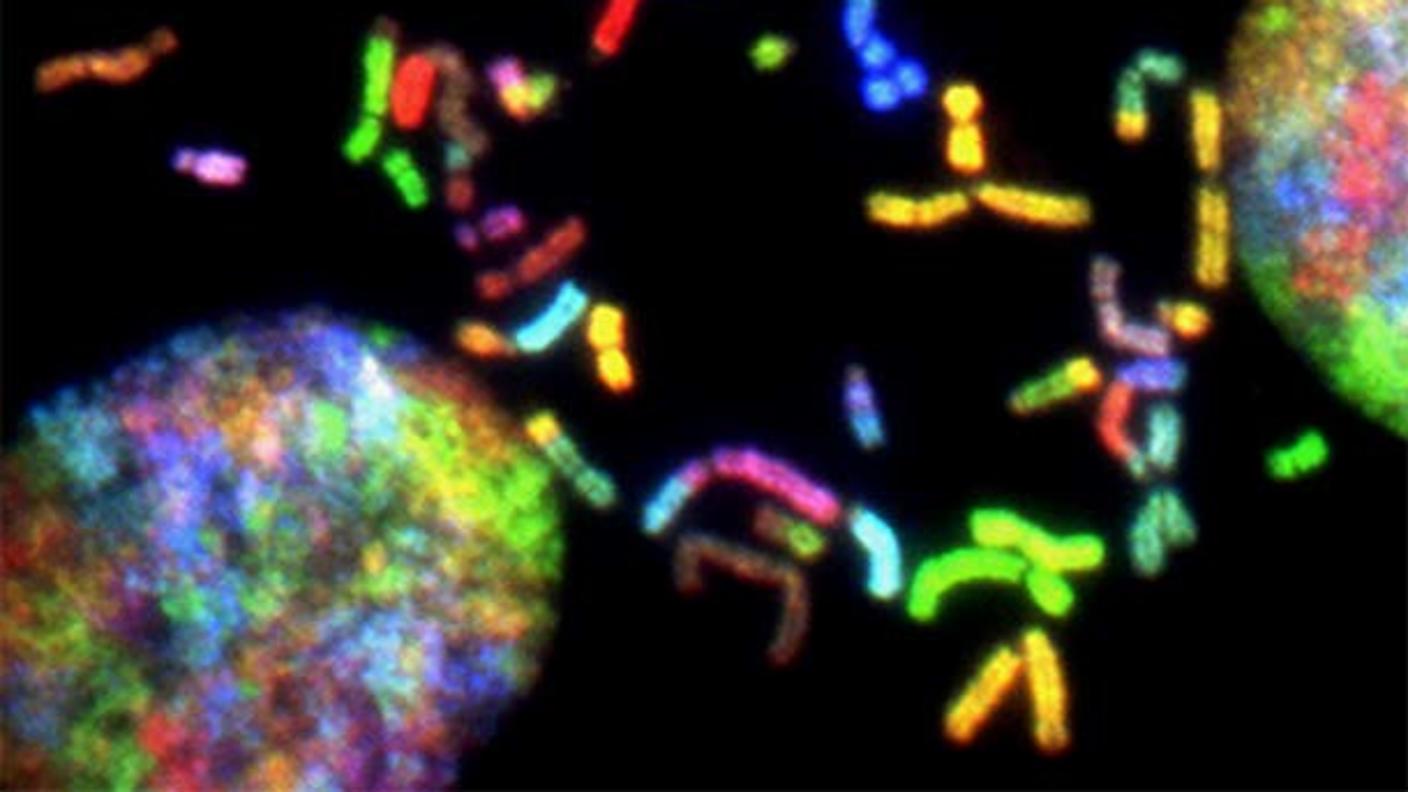 Fluorescent microscopy image shows colorful chromosomes scattered across a dark background. Each chromosome glows in bright hues of red, green, blue, and yellow, indicating different genetic markers. Two large, multi-colored circular structures are visible, representing cell nuclei, adding a striking contrast to the intricate chromosome patterns.