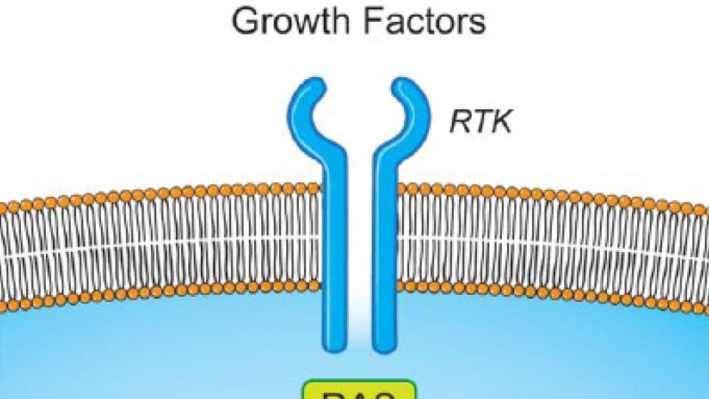 MAPK pathway diagram showing RTK to ERK signaling.