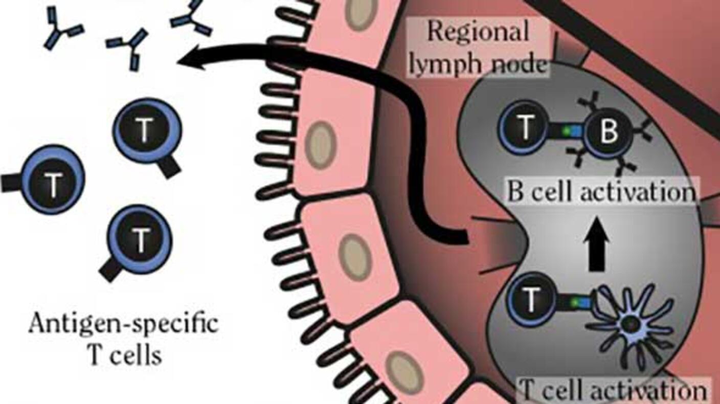 Illustration depicting the adaptive immunity process. On the left, antigen-specific T cells are shown. The right side features a cross-section of a lymph node, highlighting B cell and T cell activation. Arrows indicate the movement of cells and activation processes. Below, dendritic cells present antigens, initiating the immune response. The diagram uses labeled arrows and sections to visualize the interaction and activation within the immune system.
