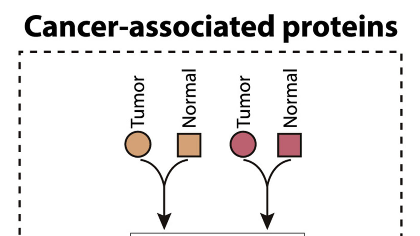 A schematic of the potential different uses for cancer-related proteins discovered through proteogenomic studies.