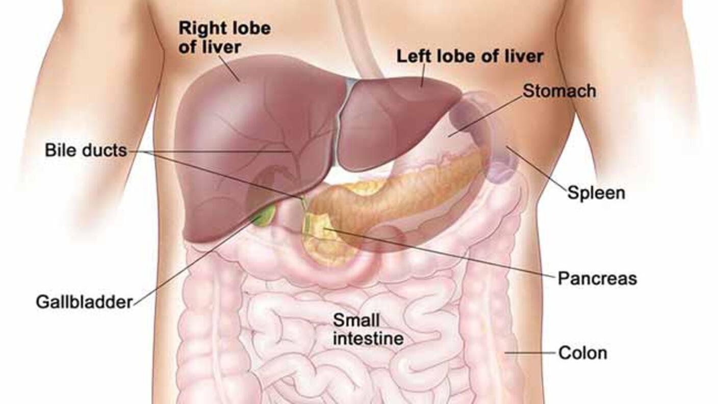 Illustration showing the liver and nearby organs in a male figure.