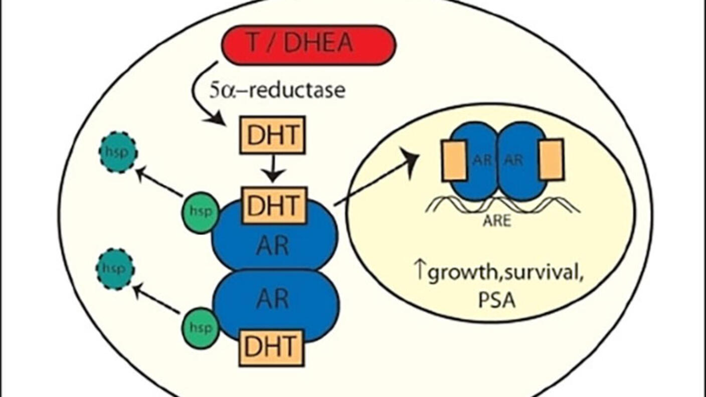 Testis and adrenal points at a circle with a diagram inside of it. At the top of the diagram, a red oval labeled T/DHEA points at a yellow box labeled DHT, which points at another box labeled DHT sitting on top of an oval labeled AR. There’s another DHT box + AR oval below it. An arrow points to the right; two AR ovals are next to each other with the label ARE below. An up arrow has the words growth, survival, PSA next to it. 