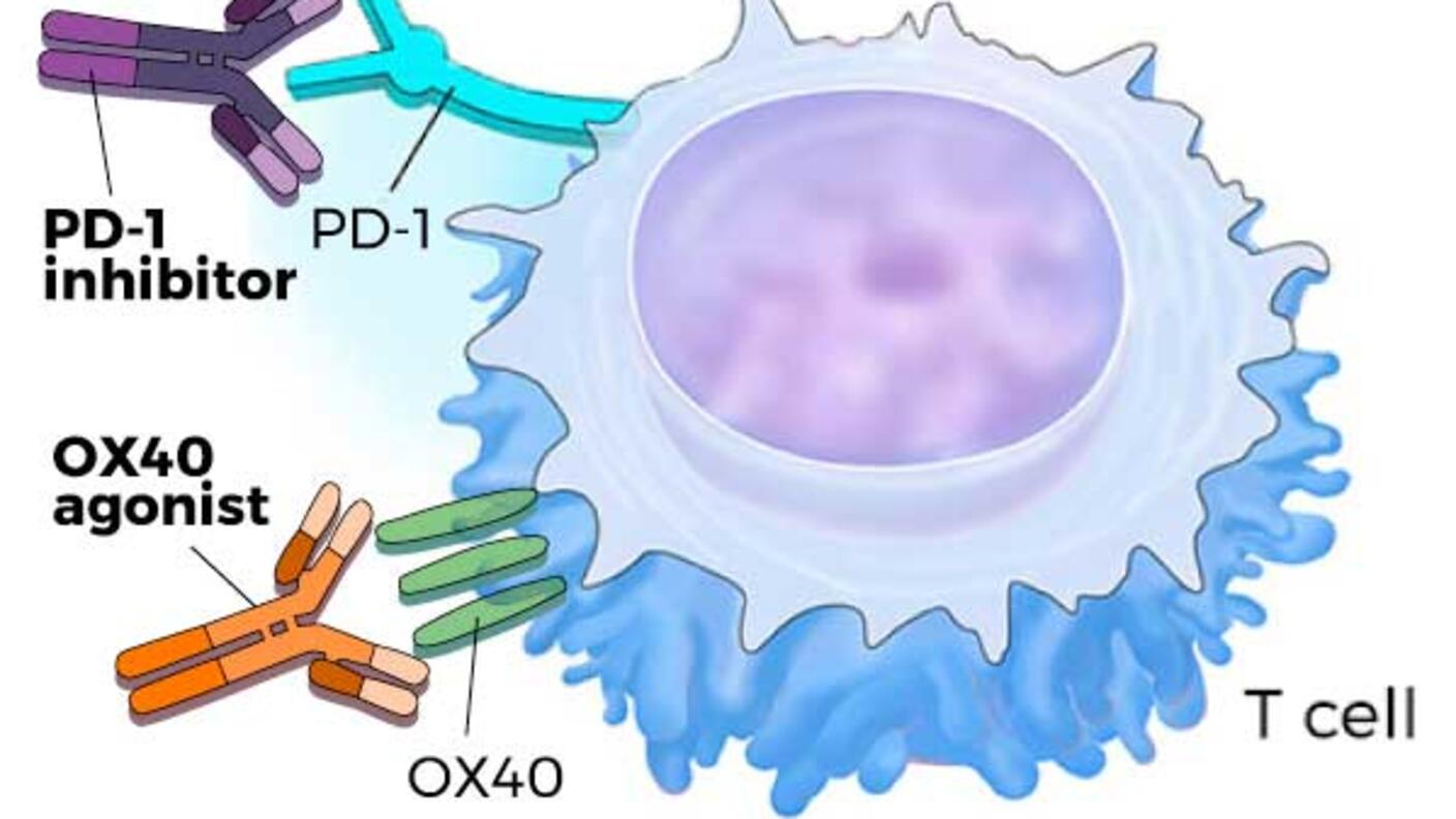 Illustration showing how PD-1 inhibitors and OX40 agonists boost T-cell activity to help destroy cancer cells.