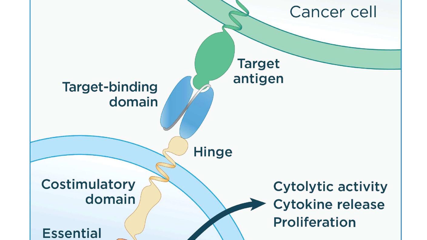 Illustration of an engineered CAR T cells binding to an antigen on cancer cells and activating components inside the T cell.
