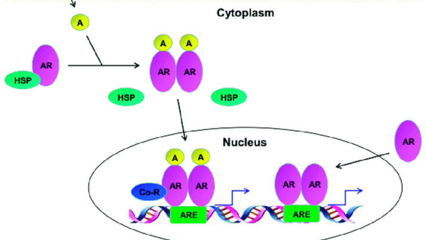 Diagram illustrating the androgen receptor (AR) signaling pathway. At the top, the cell membrane is shown, with androgen molecules (A) entering the cytoplasm. In the cytoplasm, androgen binds to AR, which dissociates from heat shock proteins (HSP). The AR-androgen complex translocates into the nucleus, where it binds to androgen response elements (ARE) on DNA, alongside co-regulators (Co-R). This binding initiates transcription, depicted by arrows from DNA. The process leads to the expression of genes like 