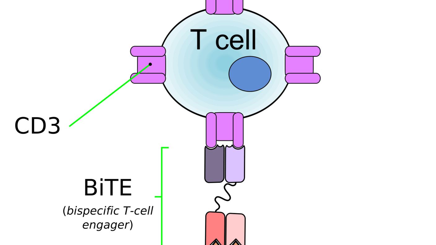 Diagram showing a T cell connecting to a tumor cell via a bispecific T-cell engager (BiTE). BiTE links T cell's CD3 receptor to the tumor antigen.
