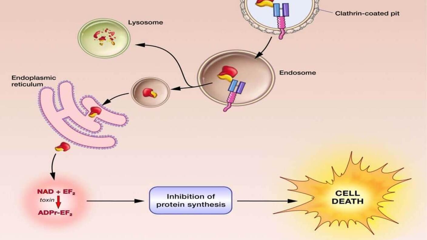 Diagram illustrating the mechanism of action for Moxetumomab pasudotox, a targeted therapy