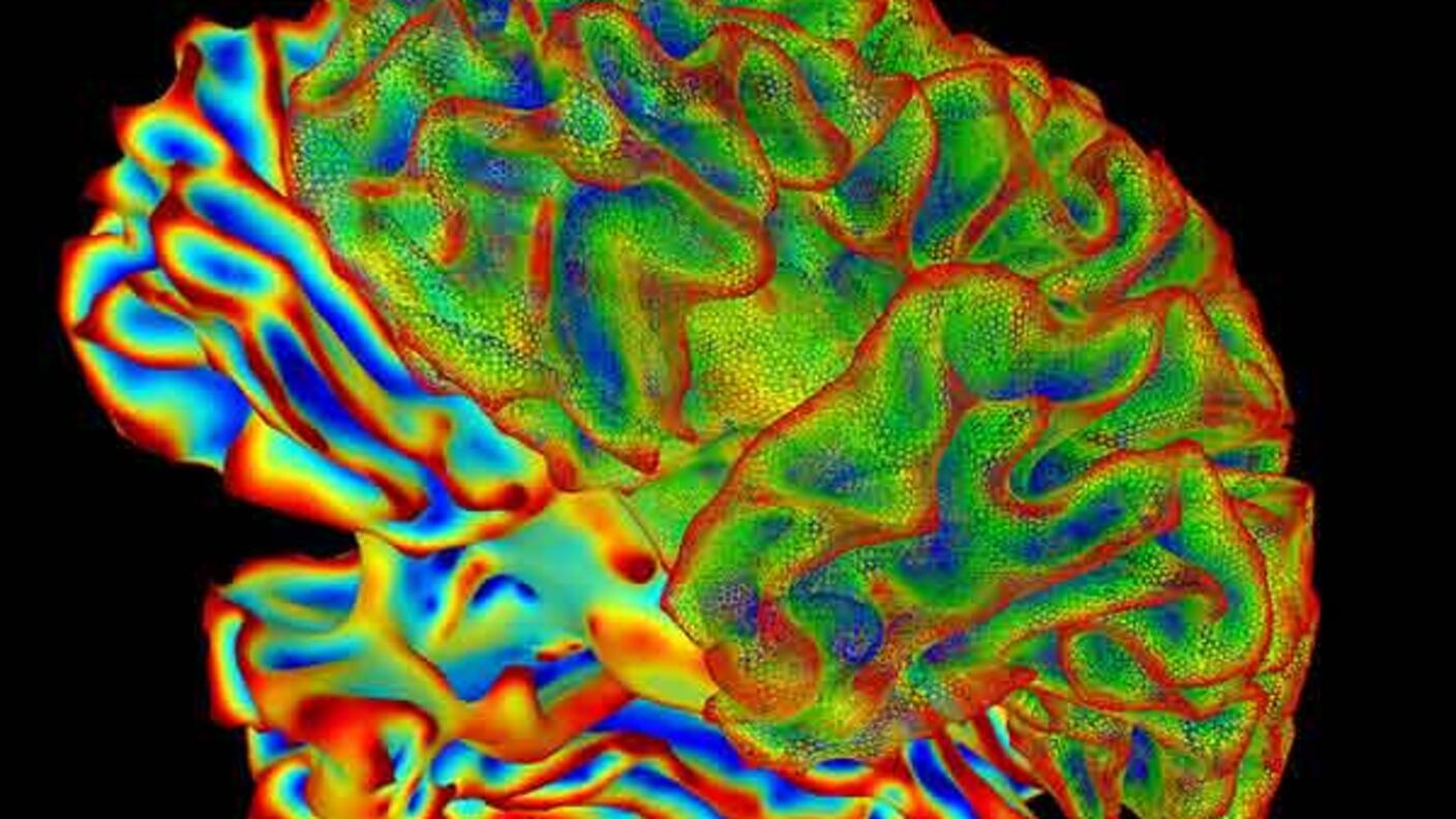 Visualization of a brain generated by using the SUMA software.