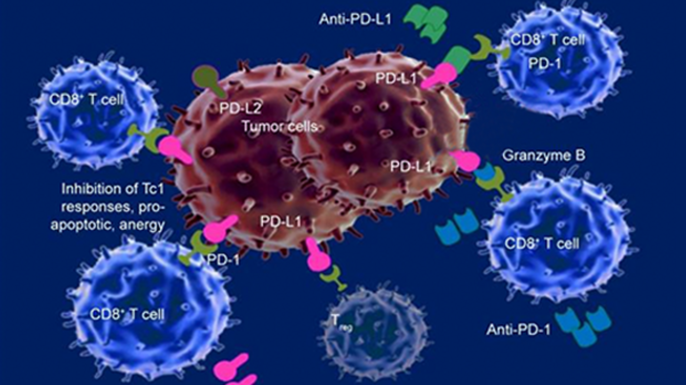 Interaction between tumor cells and CD8+ T cells in an immune response context. Tumor cells, in brown, display PD-L1 and PD-L2 markers, which interact with PD-1 receptors on the blue CD8+ T cells. This interaction can inhibit T cell responses, leading to tumor evasion. Green shapes represent anti-PD-L1 and anti-PD-1 antibodies, designed to block these interactions and enable T cells to attack tumor cells. Soluble PD-L1 and other molecules involved in immune modulation are also depicted.