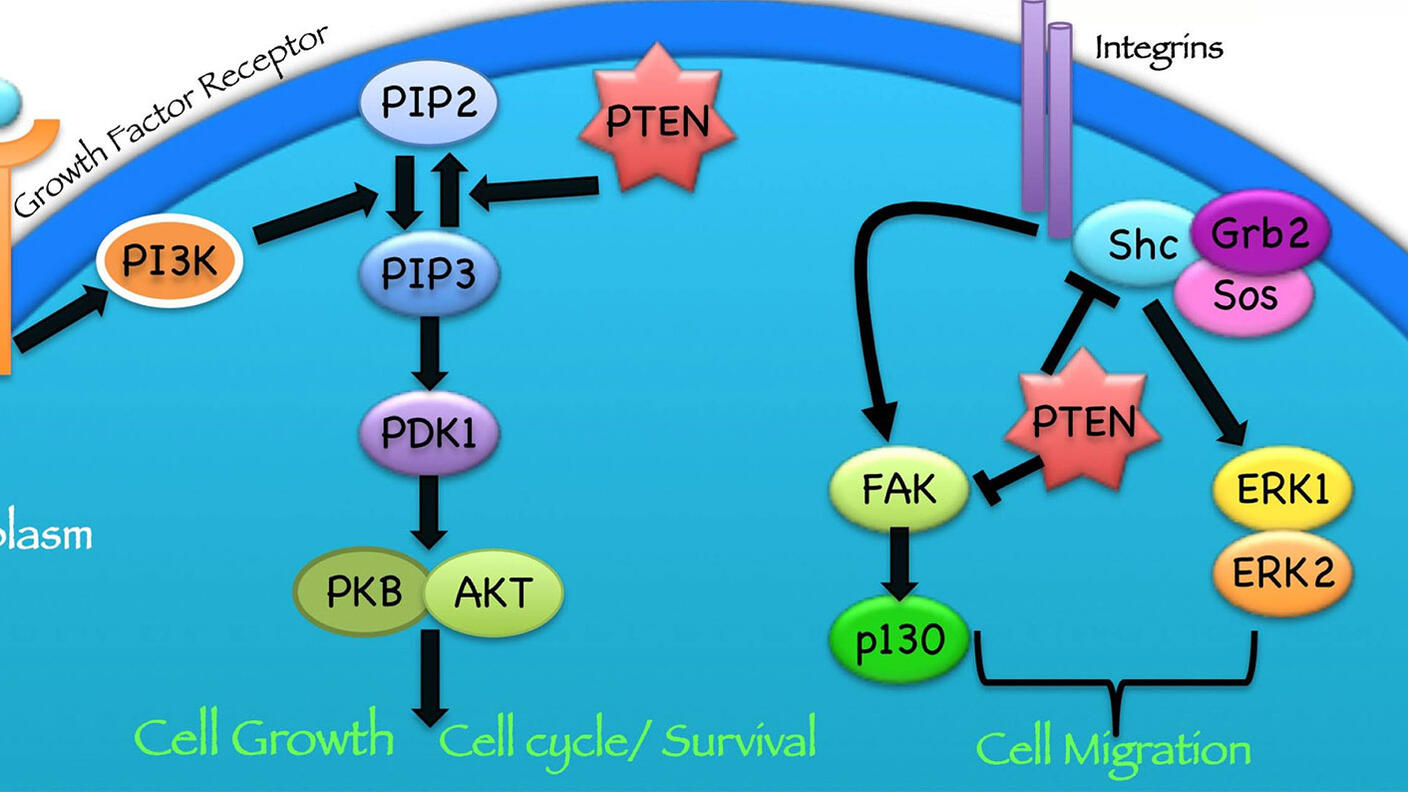 A diagram showing cell growth and cell cycle/survival as well as cell migration. The growth factor receptor is associated with cell growth and cell cycle/survival. Integrins are associated with cell migration. A number of different proteins and their interactions are defined with arrows.