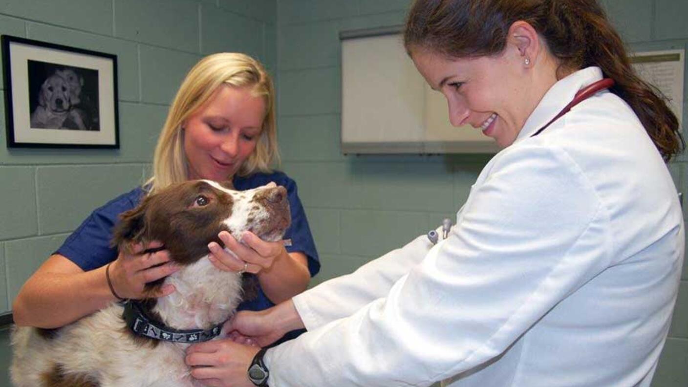 Physician and nurse examining a dog.