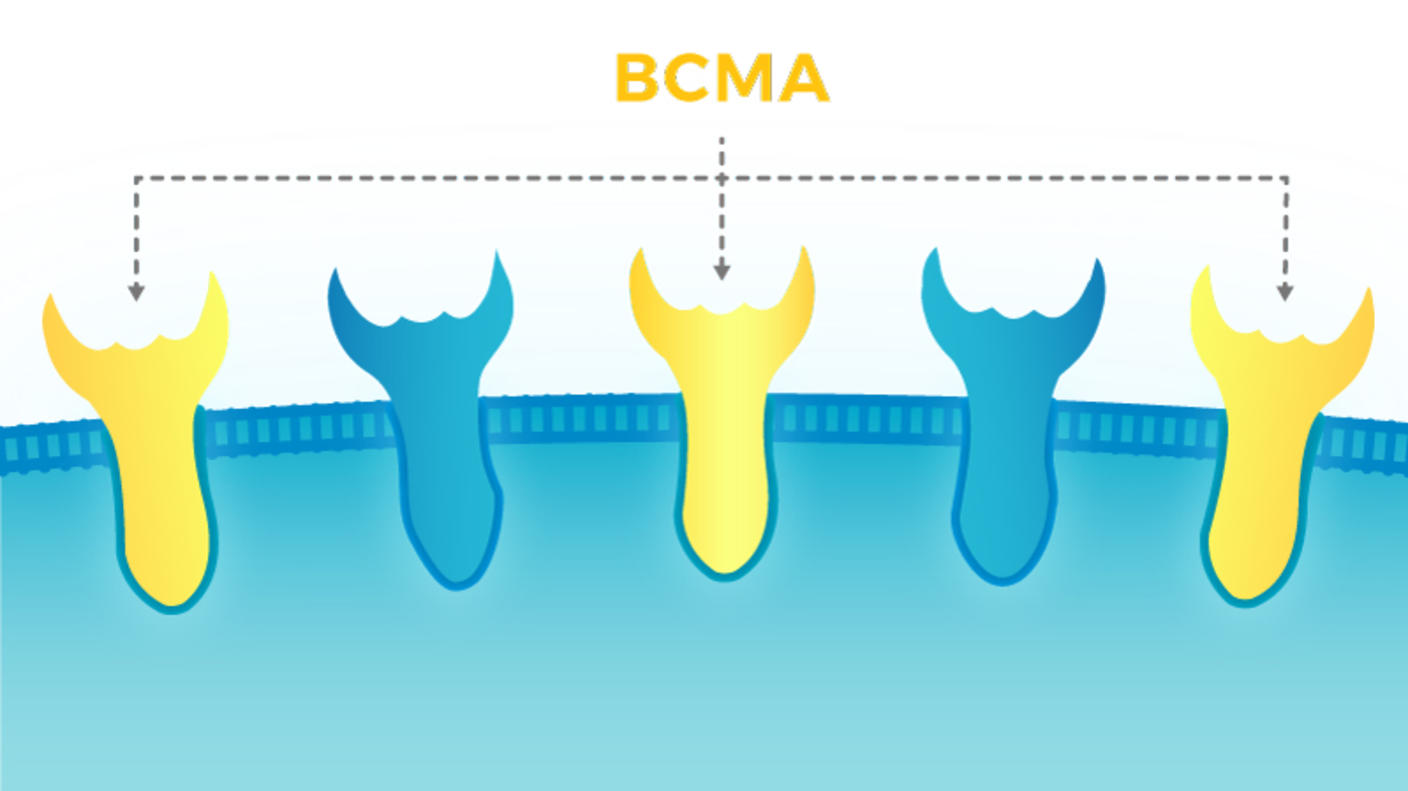 Illustration of BCMA Receptors & CAR T Cells