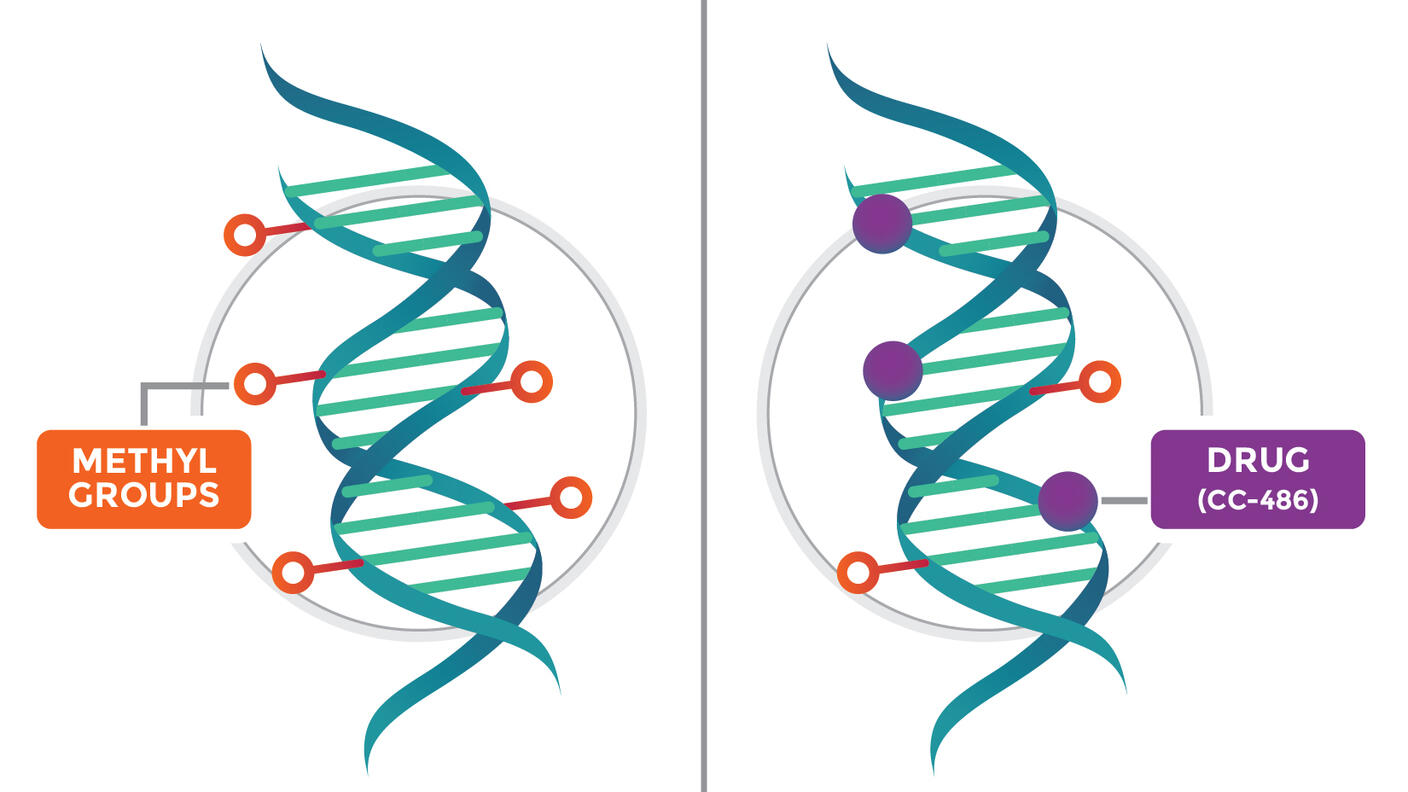 A graphic showing the drug CC-486 interacting with DNA and preventing DNA methylation
