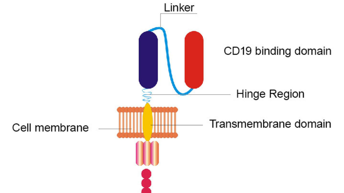 A diagram of a CAR T cell highlighting the changed components of the engineered receptor.