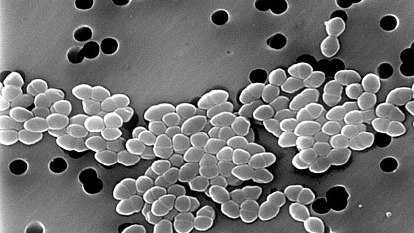Vancomycin Resistant Enterococcus