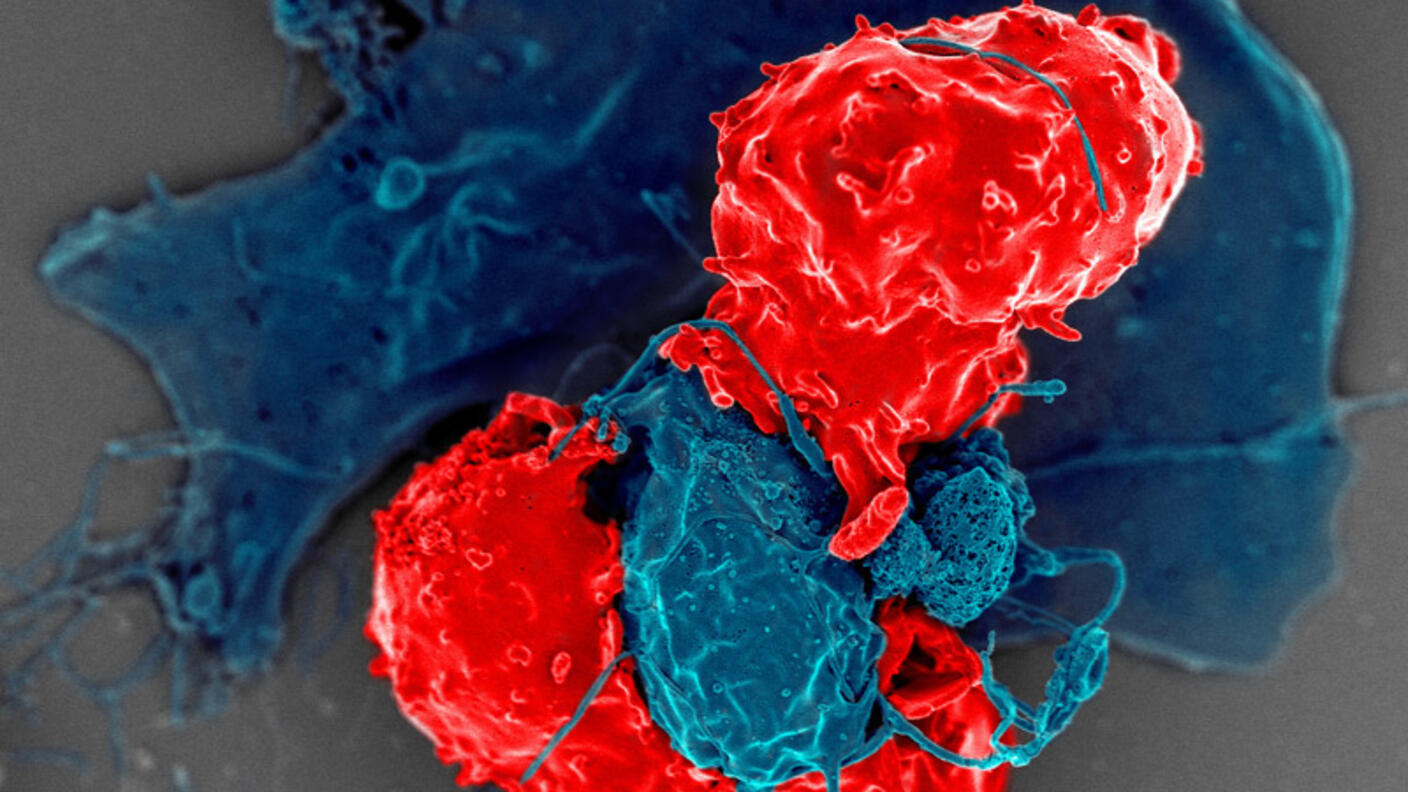 An image of T cells interacting with dendritic cells.