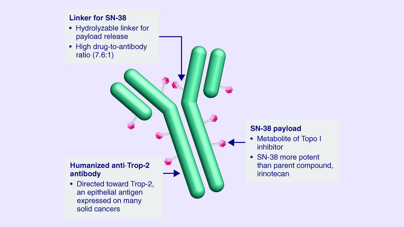 Illustration of the antibody–drug conjugate sacituzumab govitecan, showing the anti–Trop-2 antibody linked to the chemotherapy drug SN-38.