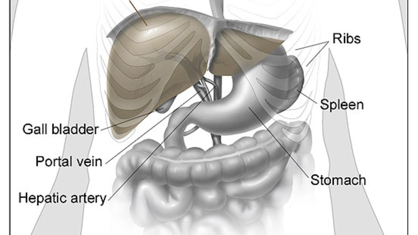 Anatomic illustration of the liver and surrounding organs.