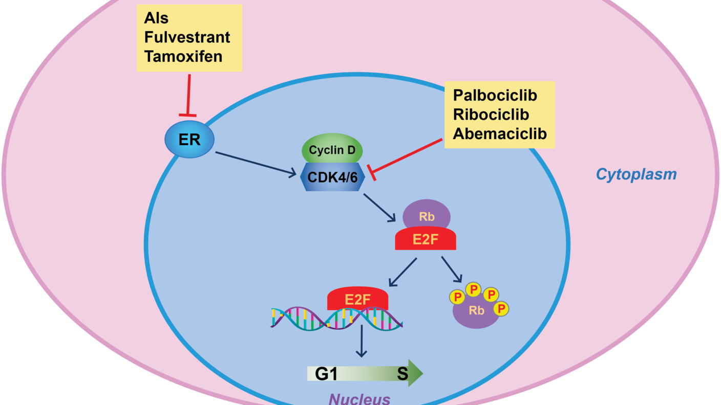 graphic of the mode of action of CDK4/6 inhibitors