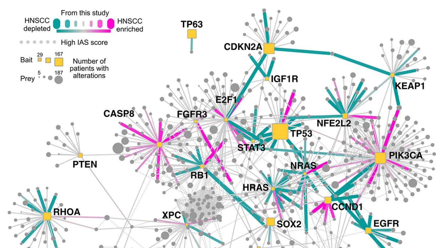 A protein-protein "interactome" of protein-protein interactions.