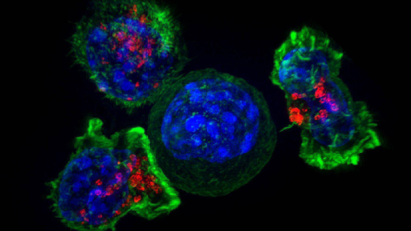 Células T citotóxicas (en verde y rojo) que rodean a una célula cancerosa (en azul).&nbsp;