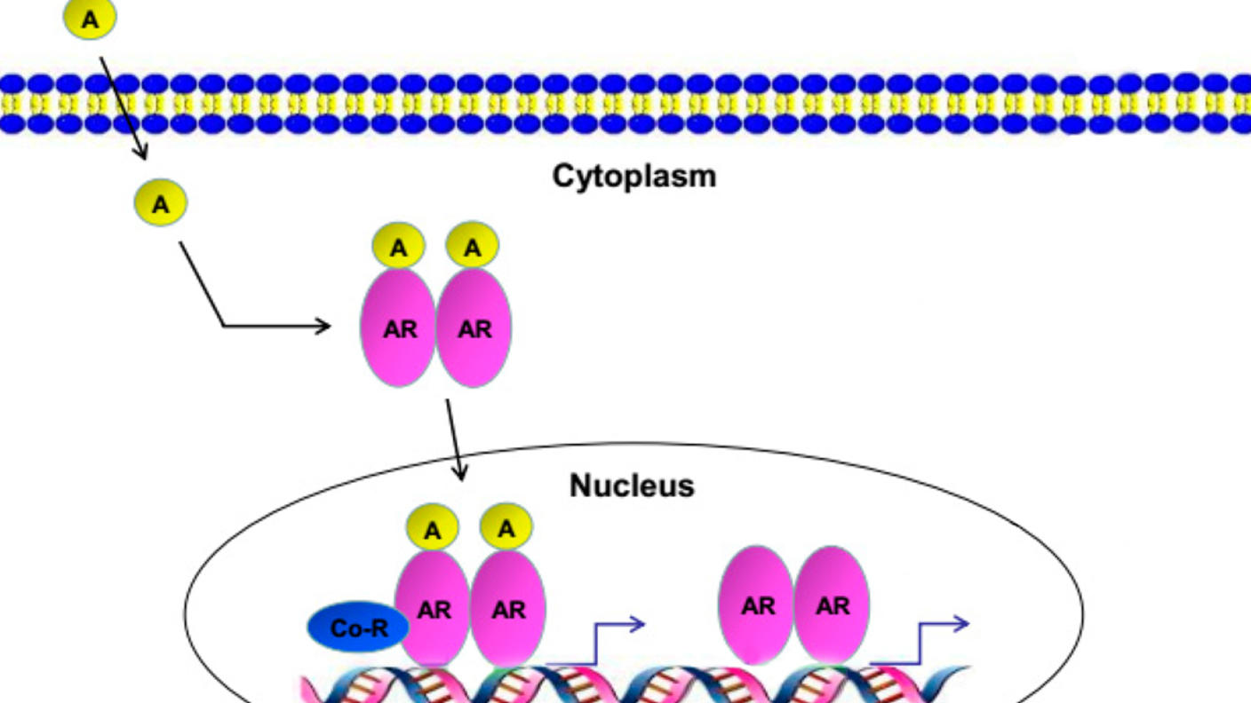 An illustration of androgen entering a cell and binding to the androgen receptor.