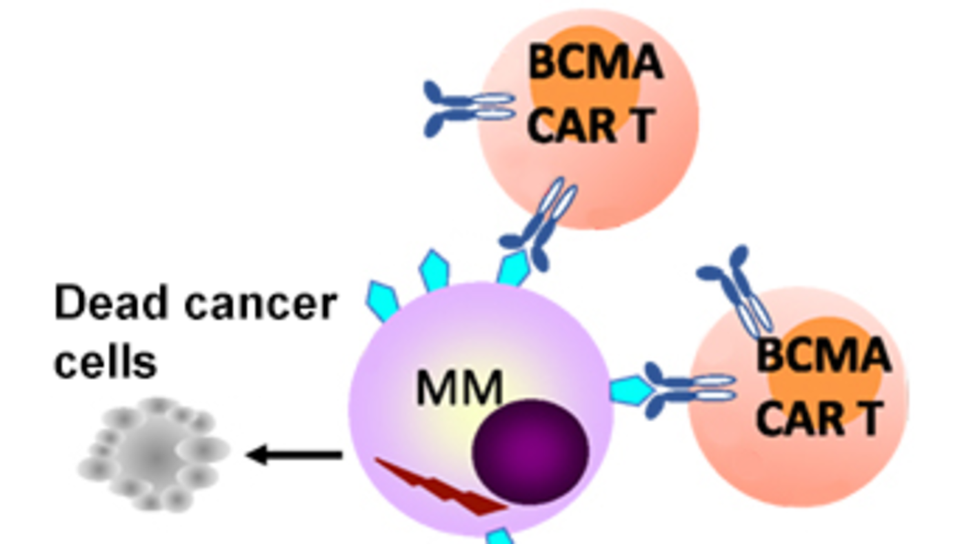 Two CAR T cells binding to a multiple myeloma cell