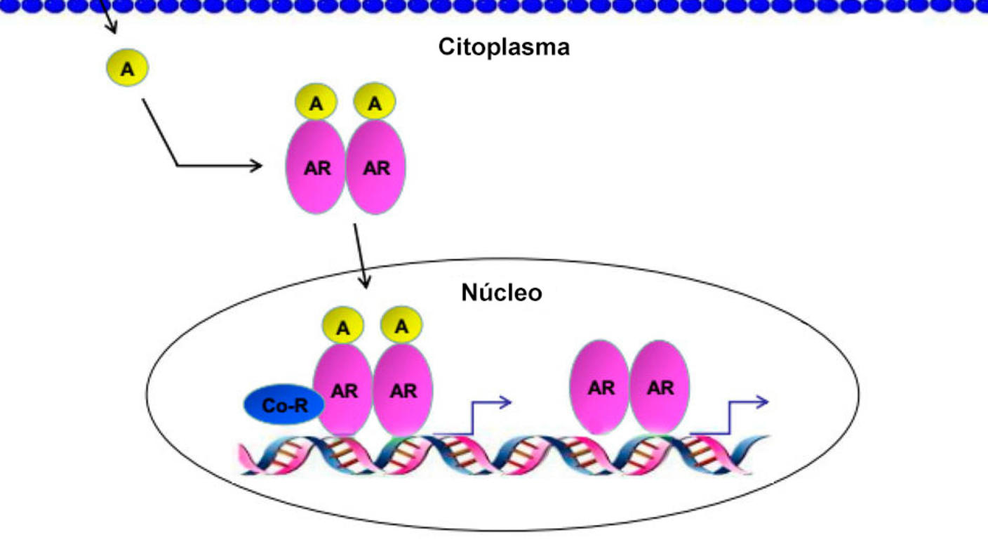 Una ilustración del andrógeno que entra a una célula, se une al receptor de andrógenos y se mueve hacia el núcleo celular, donde dirige la activación de genes que promueven la supervivencia y proliferación celular.
