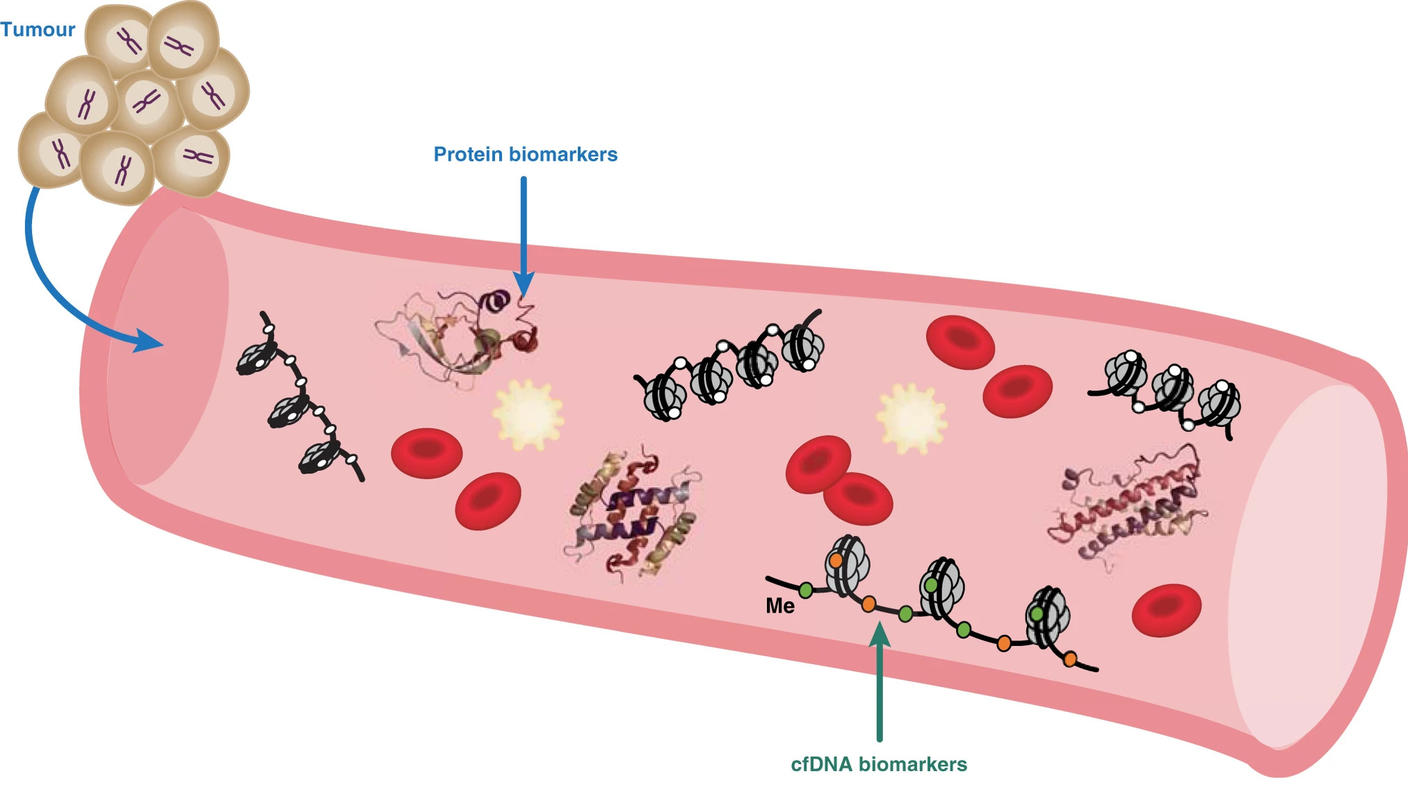 Illustration depicting biomarkers in the bloodstream related to a tumor. The cross-section of a blood vessel shows various elements, including red blood cells, protein biomarkers, and circulating free DNA (cfDNA) biomarkers. An arrow points from a cluster of tumor cells into the blood vessel. Another arrow highlights cfDNA biomarkers with a label "Me," indicating methylation.
