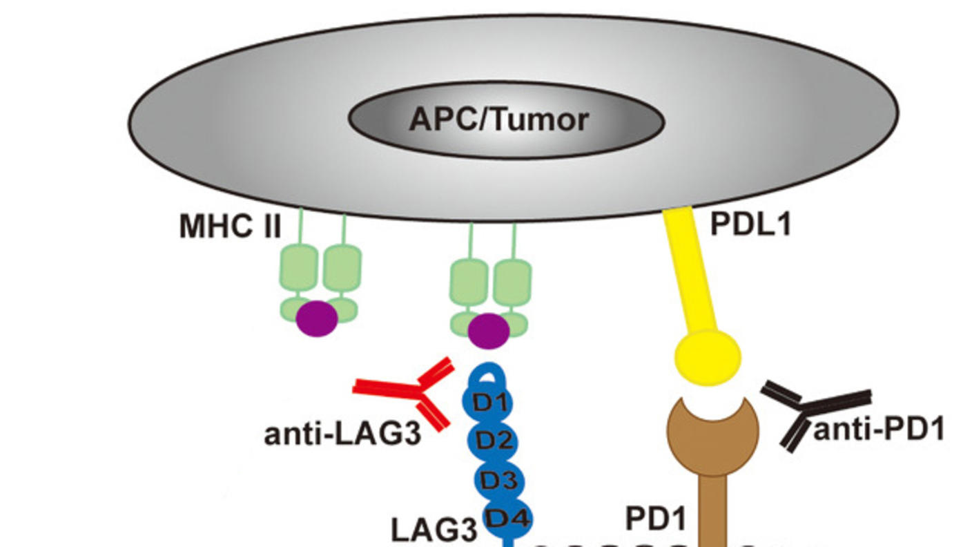An illustration of the LAG-3 and PD-1 receptors being blocked by antibody drugs.