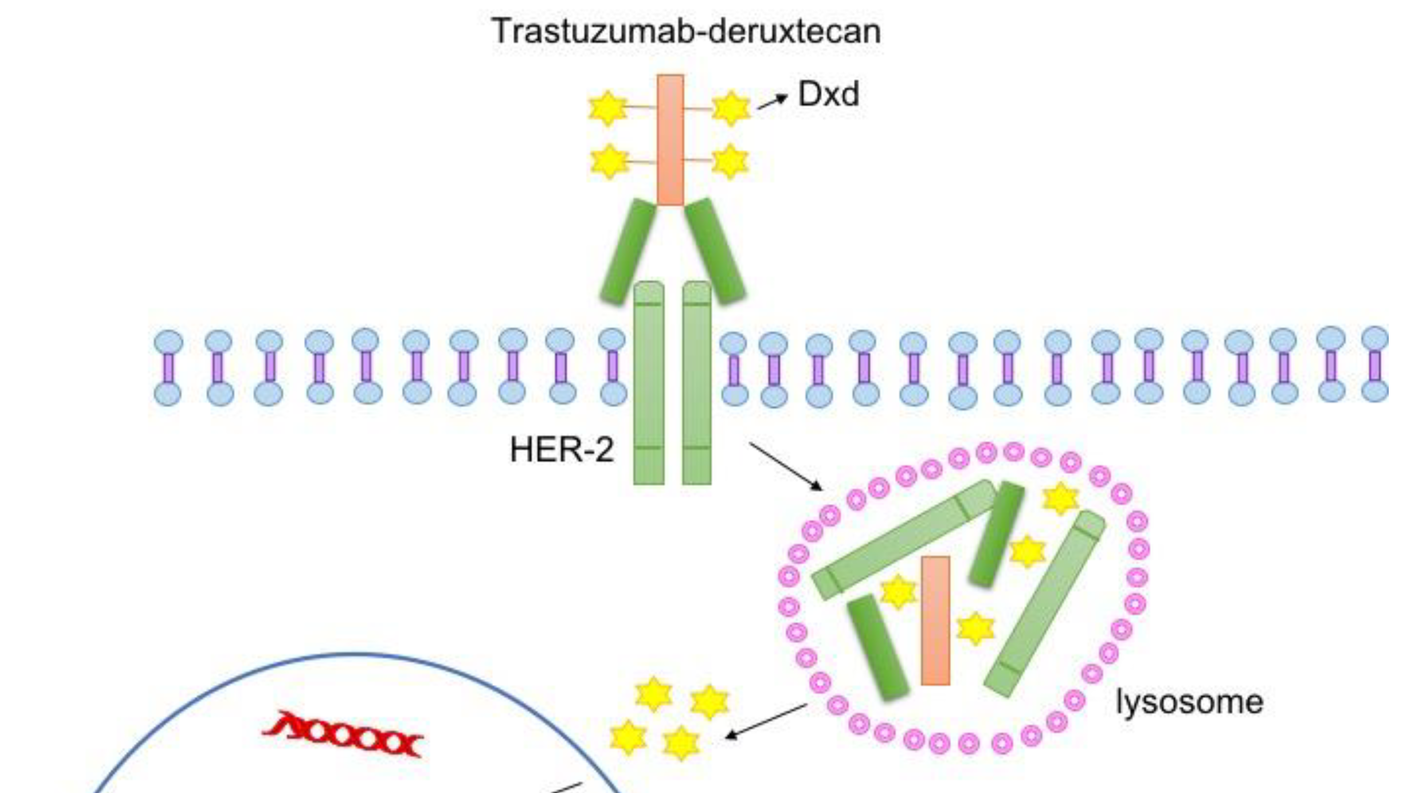 Diagram illustrating the mechanism of Trastuzumab-deruxtecan targeting HER-2. The drug binds to the HER-2 receptor on the cell membrane. Inside the cell, it is transported to the lysosome, where the drug is released. This release leads to DNA damage and apoptotic cell death. Elements are labeled, including the drug, receptor, lysosome, and effects on DNA. 