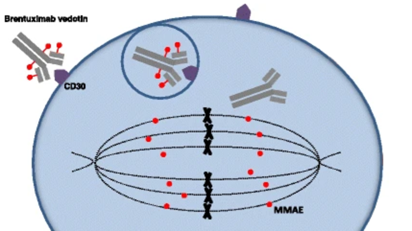 An illustration of brentuximab's mechanism of action.