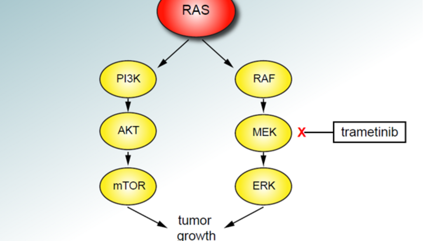 A diagram of the signaling pathway in cells blocked by ganitumab and trametinib.