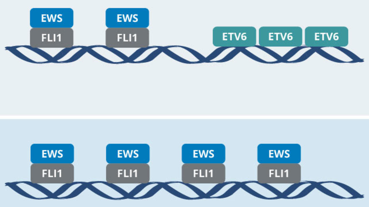 Illustration of ETV6 and EWS-FLI1 binding to DNA