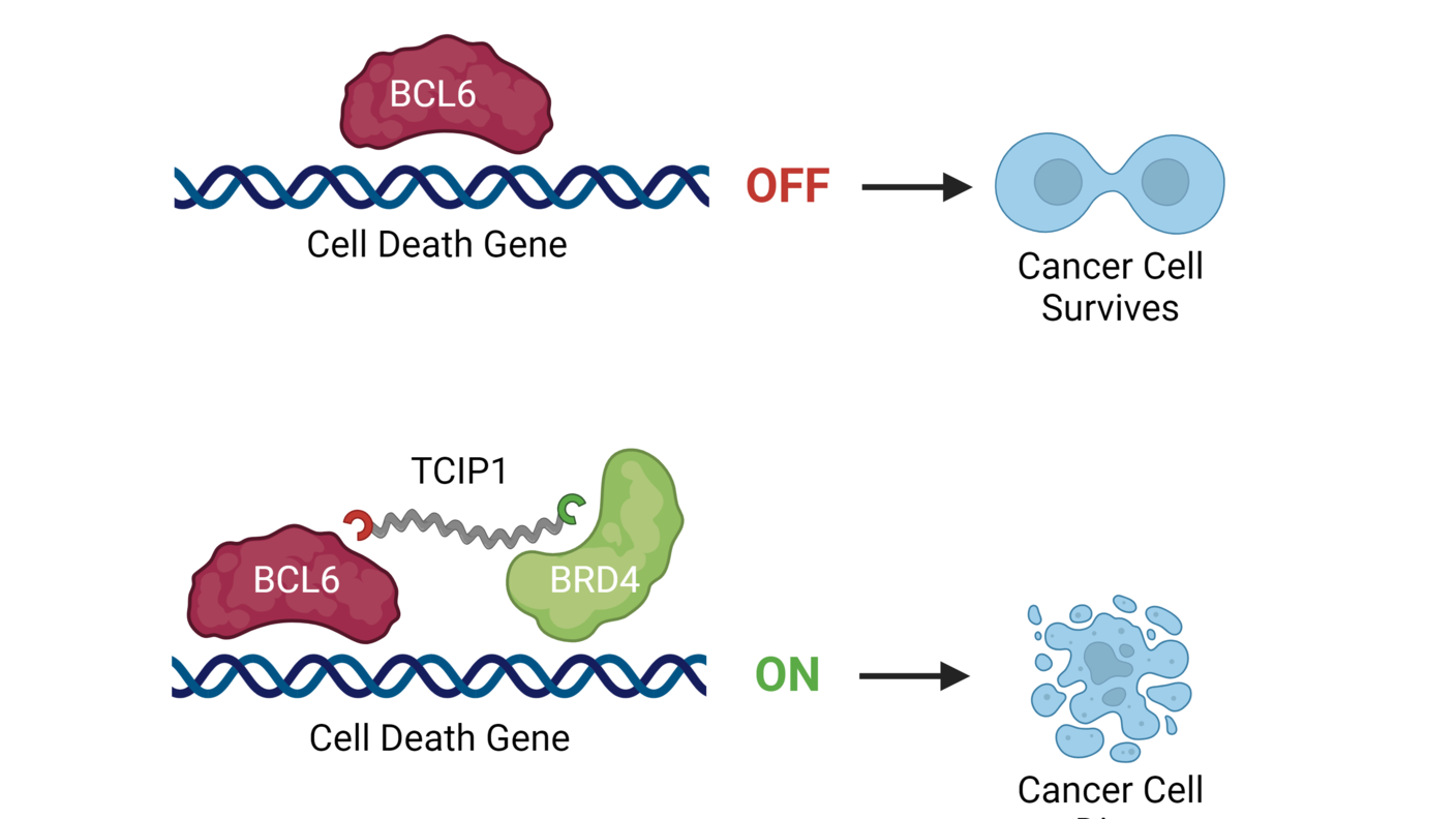 A red bean shape on DNA labeled "cell death gene" with the words ON and an arrow pointing to a dividing cell. Below, Red and green bean shapes with a squiggly line connecting them and labeled "TCIP1". The word ON and an arrow pointing to a dead cell.