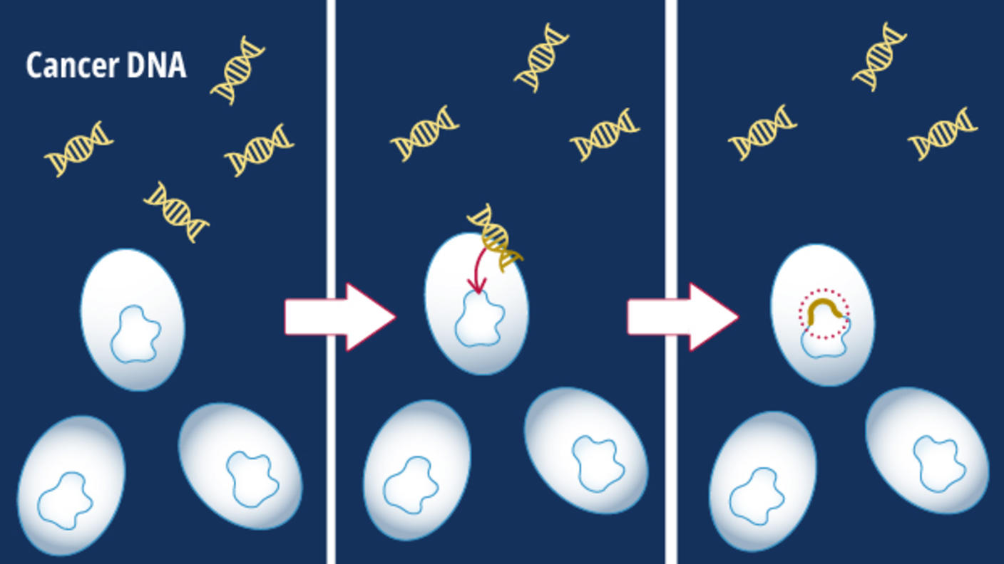 An illustration depicting the process by which the biosensor bacteria grab and take up tumor DNA