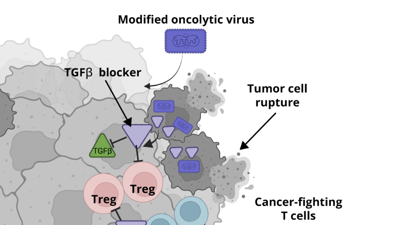 Illustration depicting the interaction between a modified oncolytic virus, tumor cells, and cancer-fighting T cells. The virus causes tumor cell rupture and releases TGFβ blockers, which inhibit Treg cells, thereby enhancing the efficacy of T cells in fighting cancer.