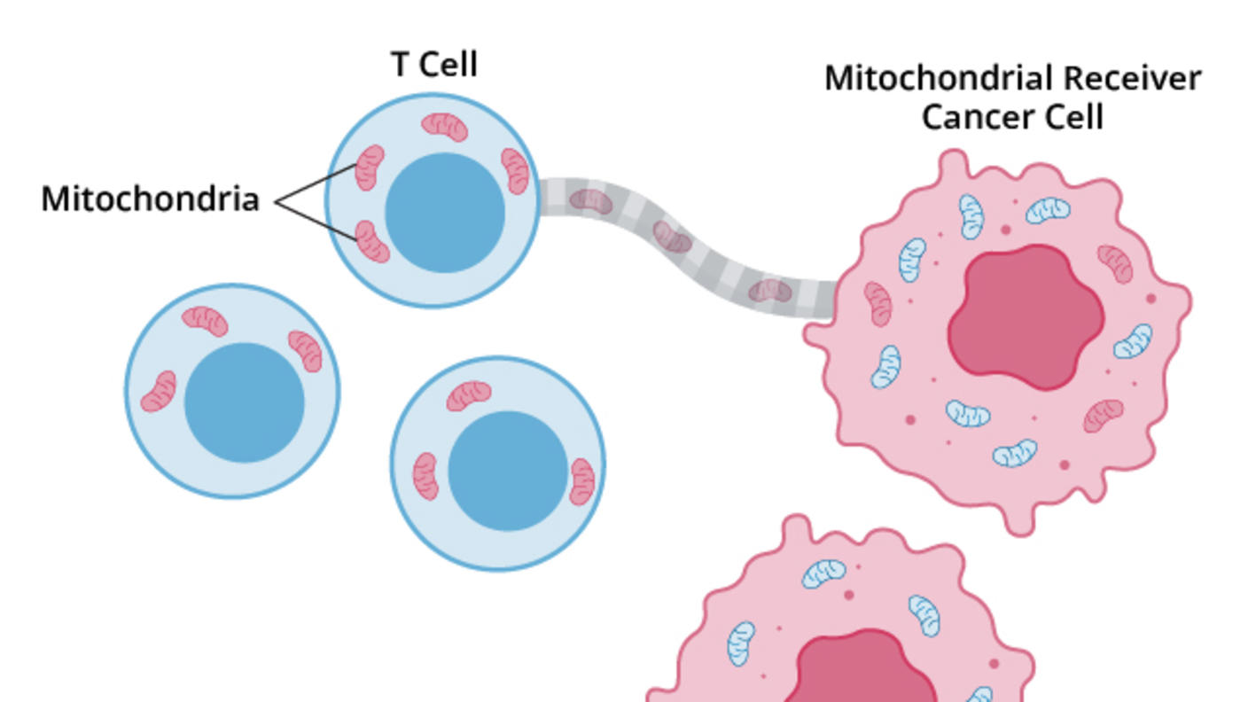 Illustration with T cells transferring mitochondria to cancer cells. The T cells, depicted in blue, contain mitochondria, shown as small pink shapes. A connection is shown between a T cell and a cancer cell, facilitating the transfer of mitochondria. Two cancer cells are depicted in pink, labeled as "Mitochondrial Receiver Cancer Cell" and "Cancer Cell."