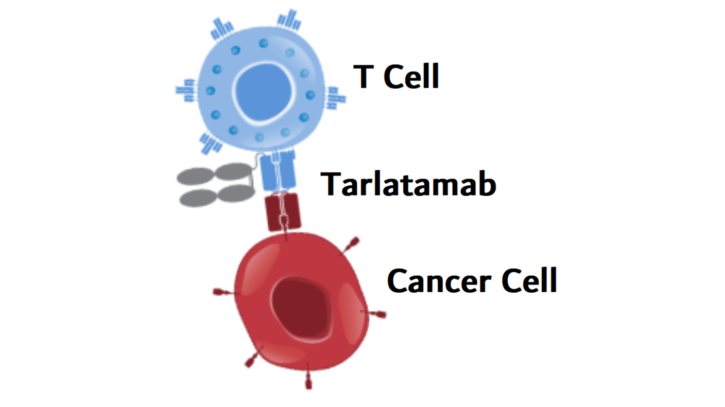 An illustration showing tarlatamab (blue, red, and gray) binding to a cancer cell on one side (red) and a T cell on the other (blue).
